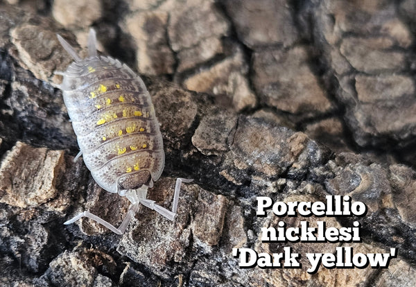 Porcellio nicklesi 'Dark yellow'