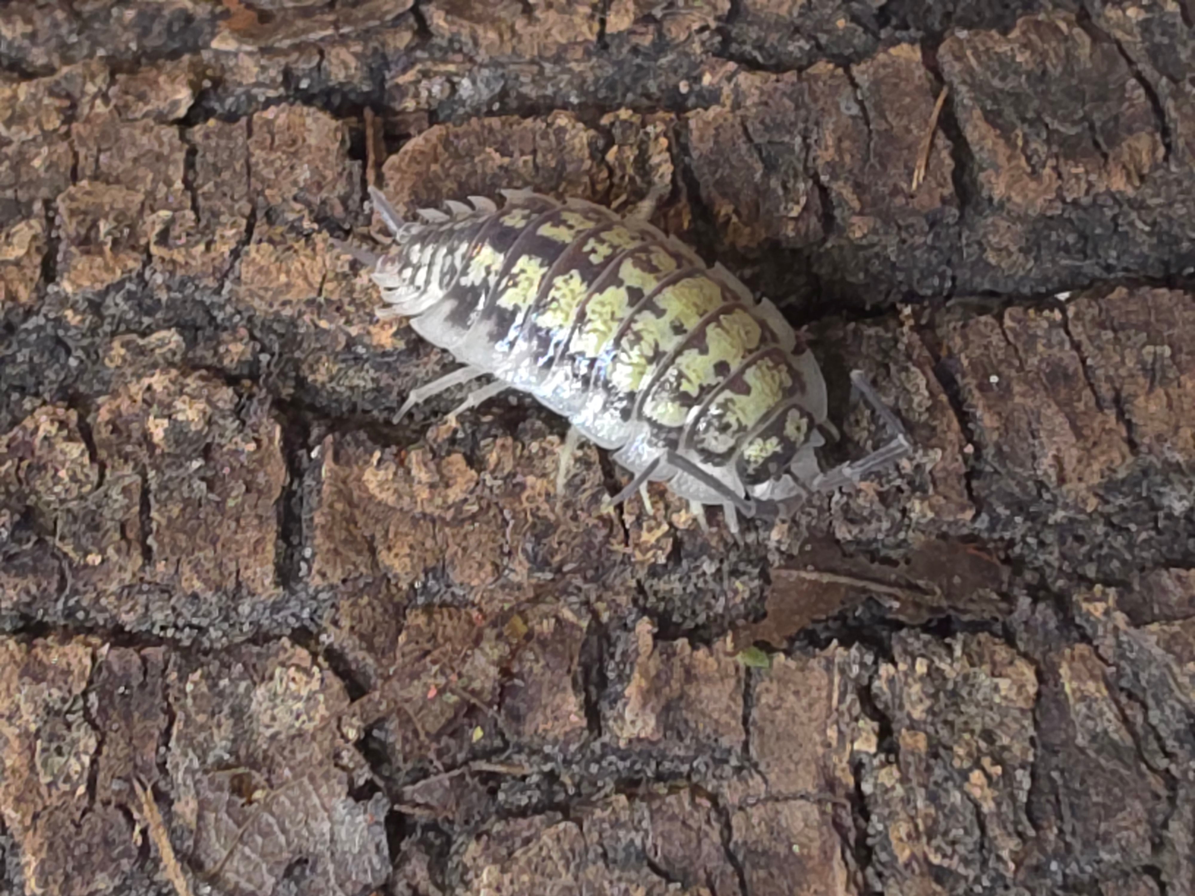 Porcellio haasi 'Bardenas'