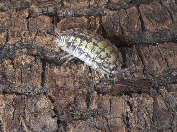Porcellio haasi 'Bardenas'
