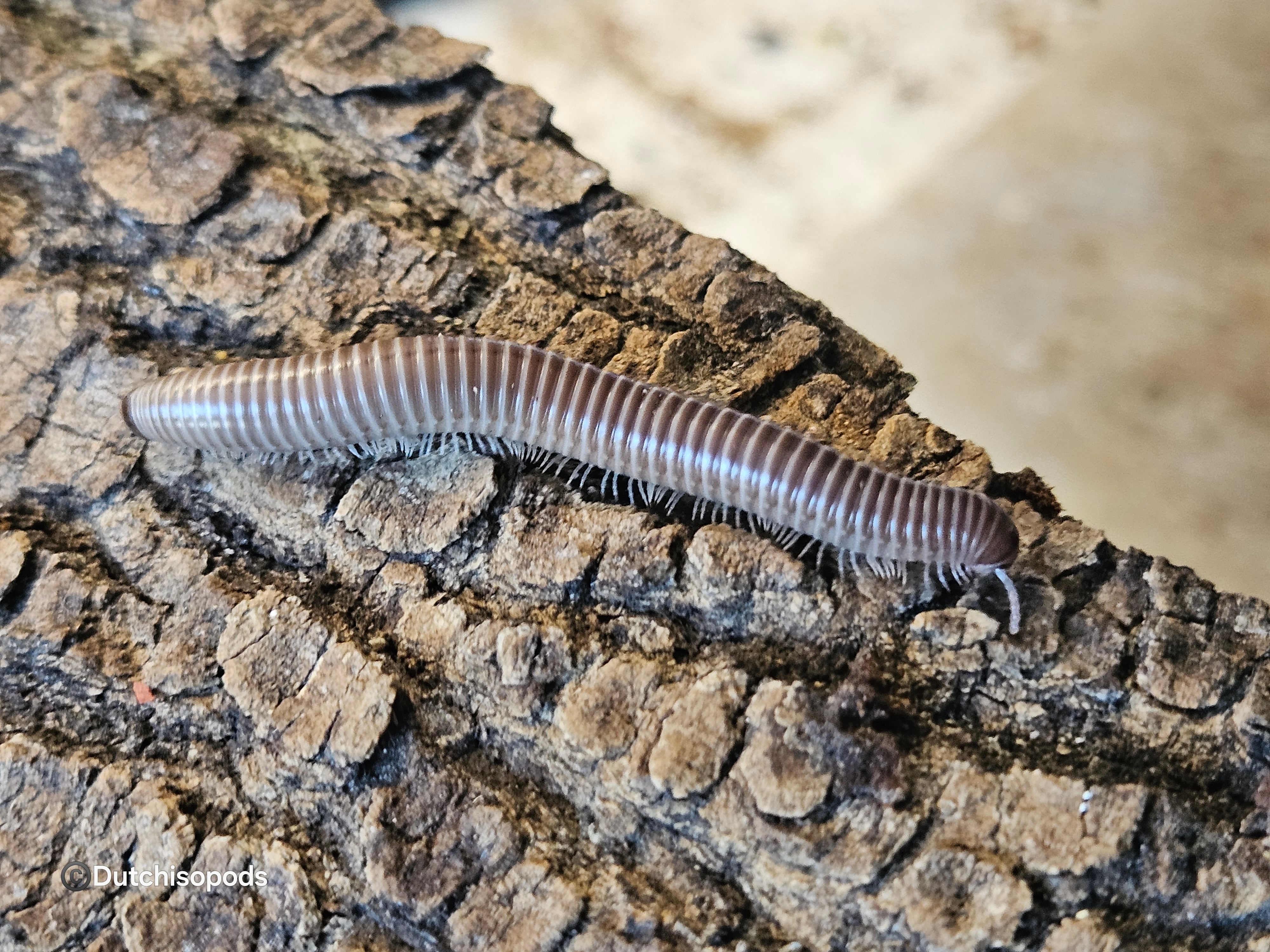 Mardonius parilis 'Congo'