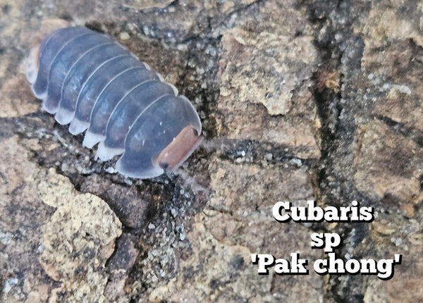 Cubaris sp 'Pak chong'