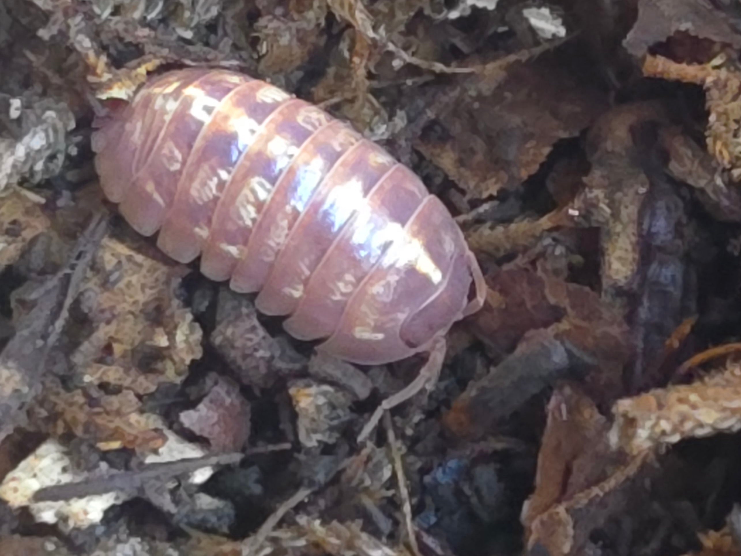 Armadillidium apfelbecki 'Orange'