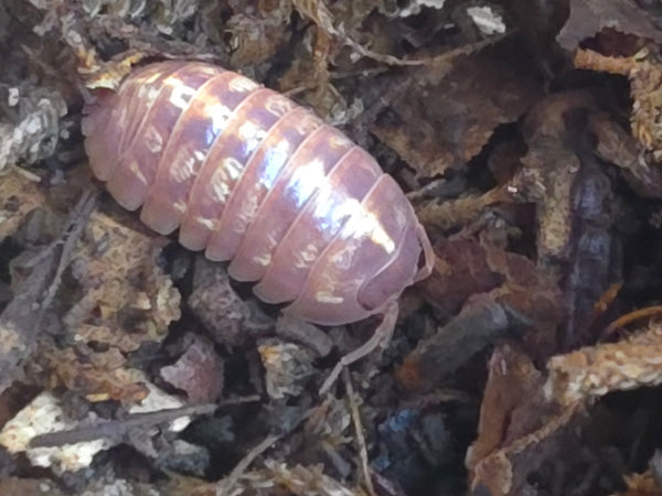 Armadillidium apfelbecki 'Orange'