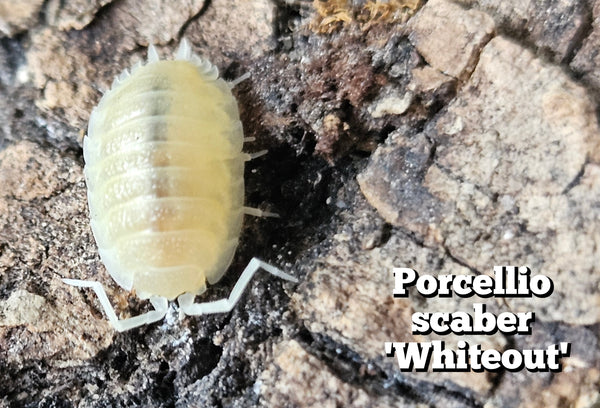 Porcellio scaber 'Whiteout'