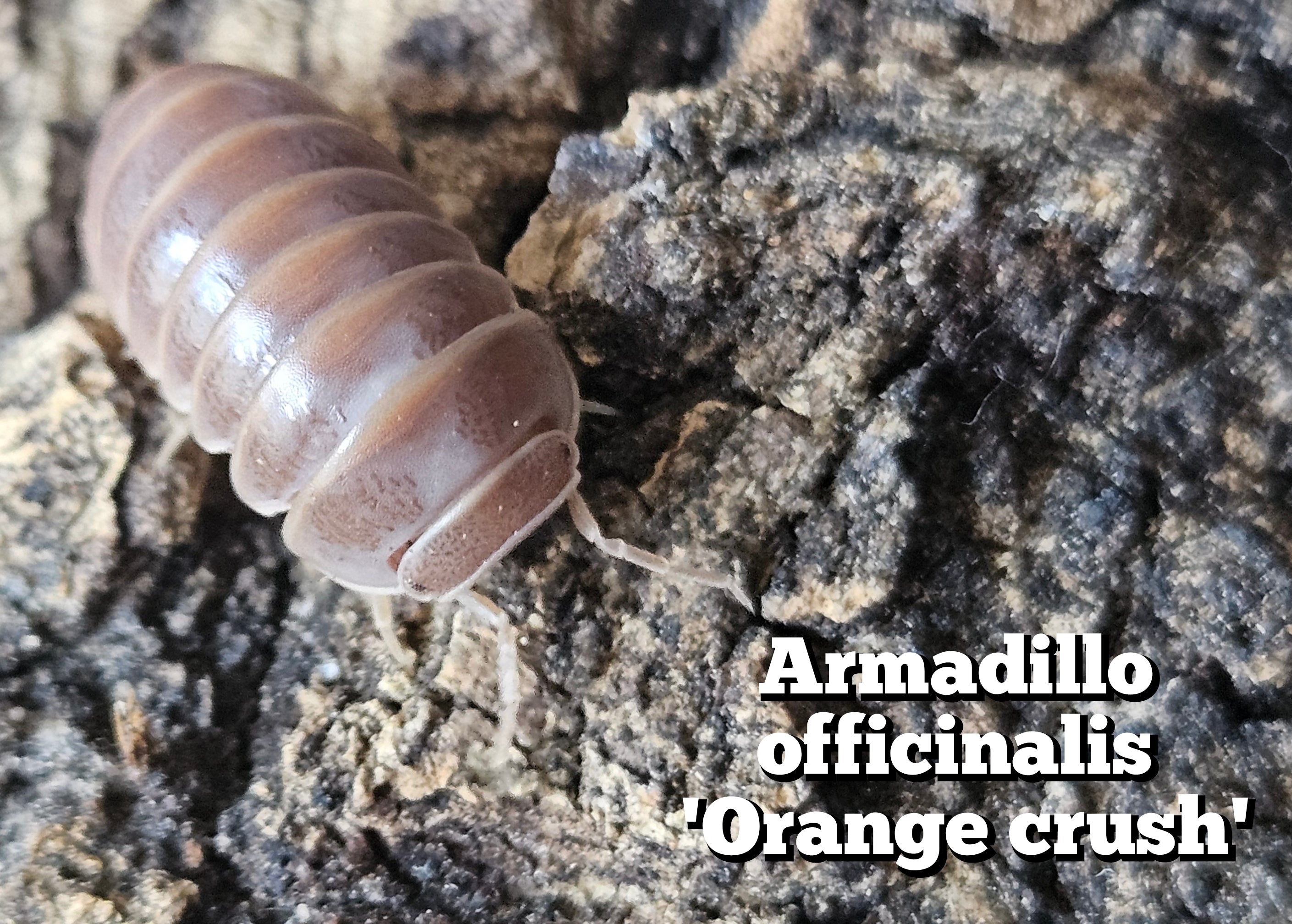 Armadillo officinalis 'Orange crush'