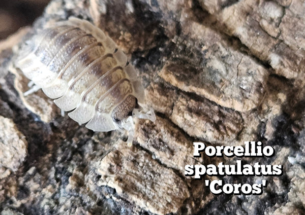 Porcellio spatulatus 'Coros'