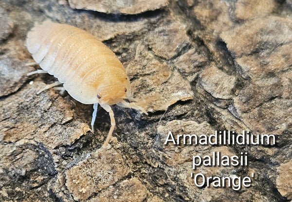 Armadillidium pallasii 'Orange'