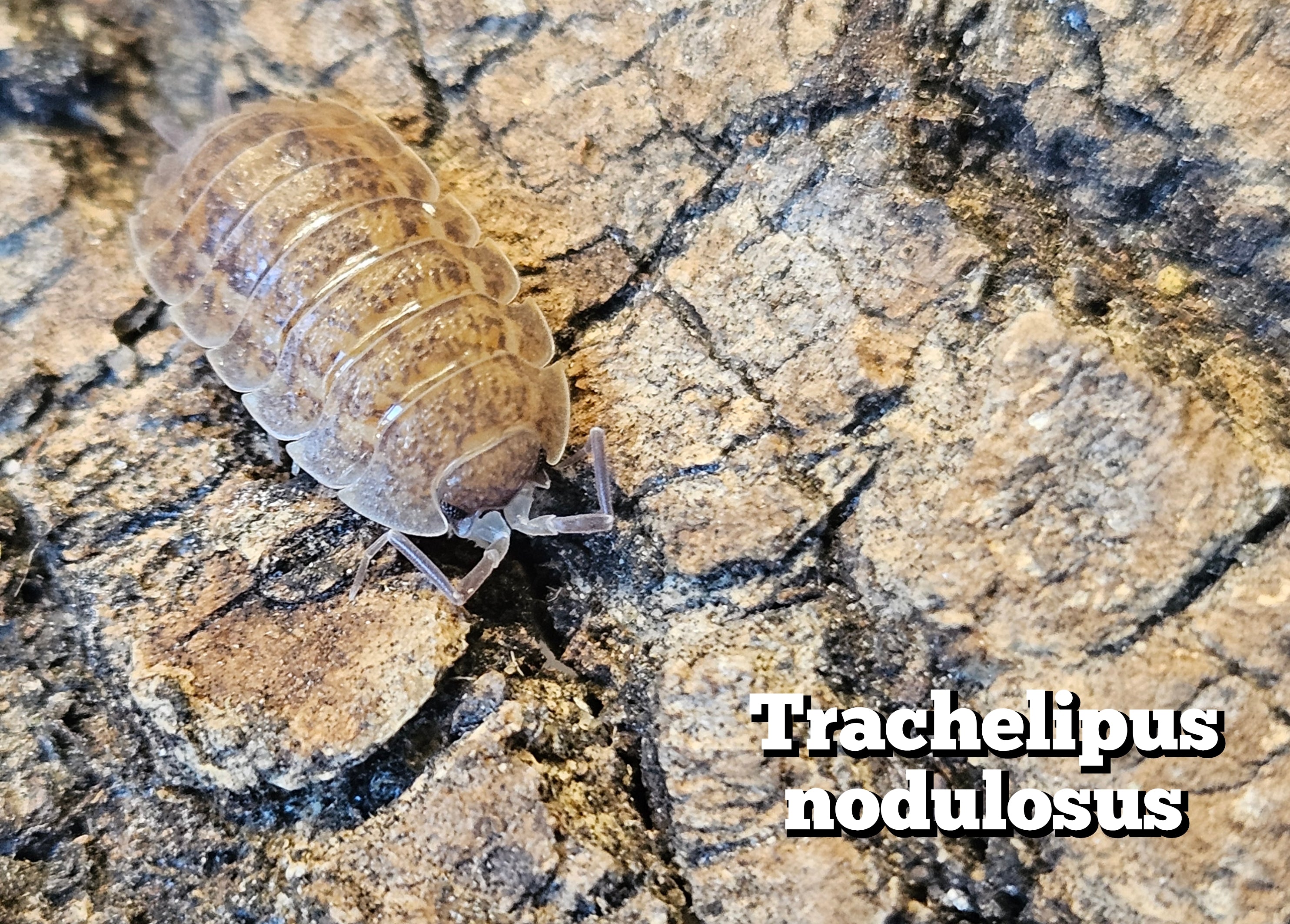 Trachelipus nodulosus