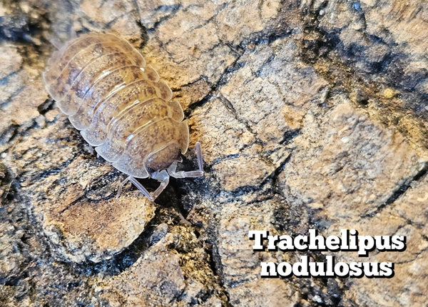 Trachelipus nodulosus