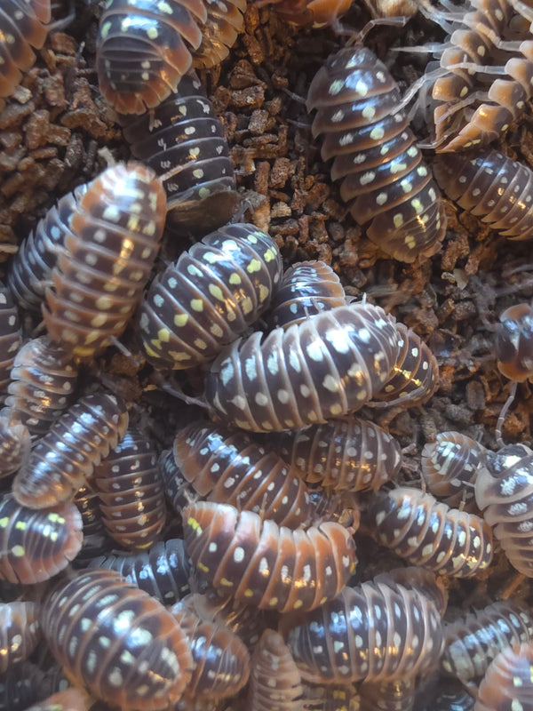 Armadillidium klugii 'Giant Omis'