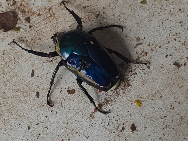 Dicronorhina derbyana Blue line