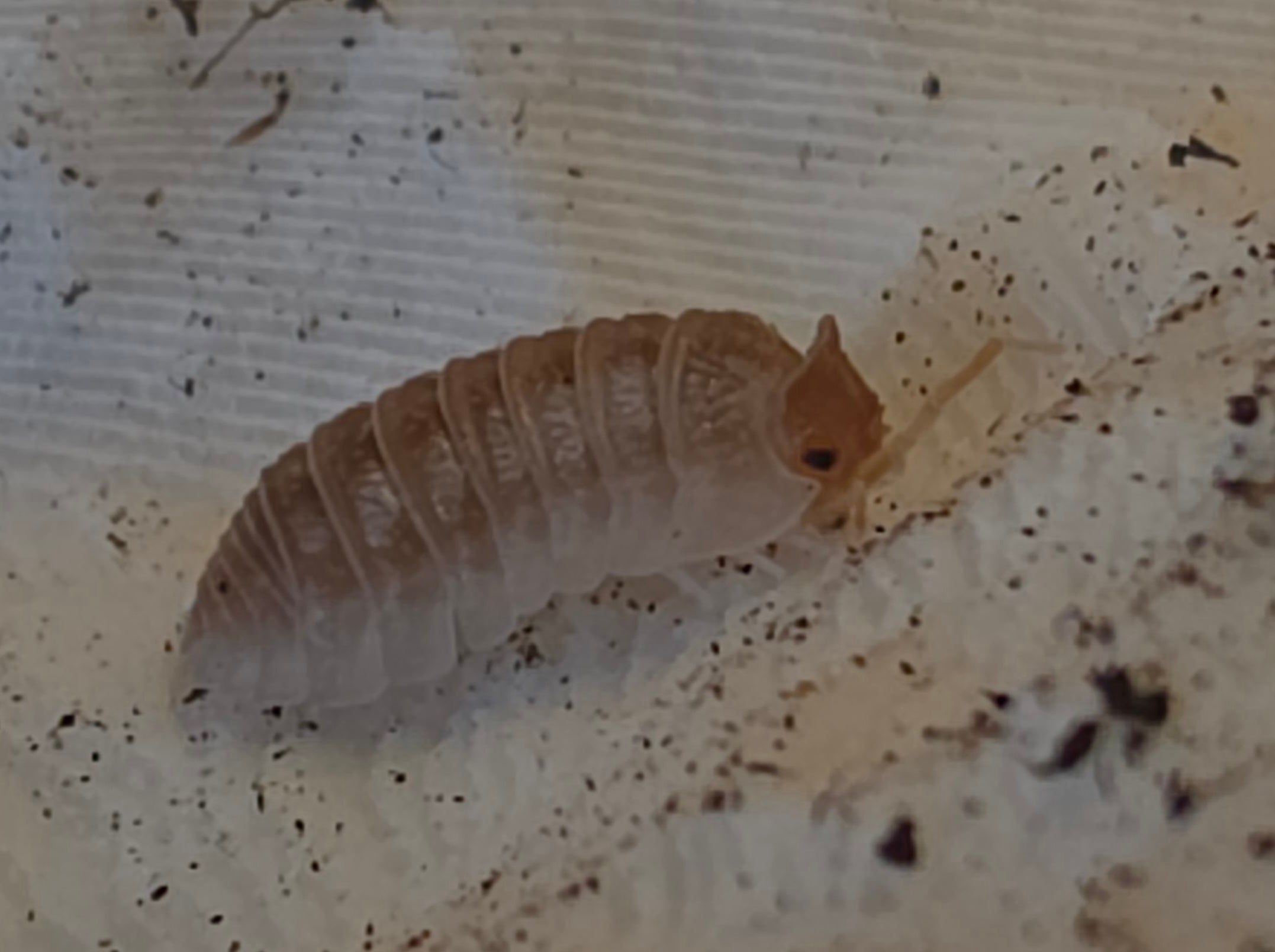 Armadillidium hauseni (triceratops)