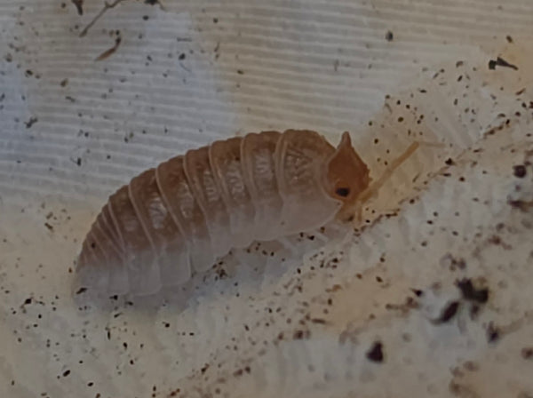 Armadillidium hauseni (triceratops)
