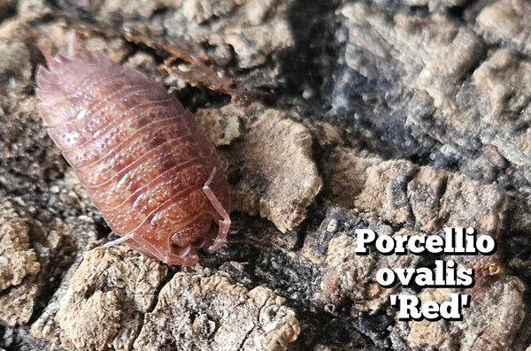 Porcellio ovalis 'Red'