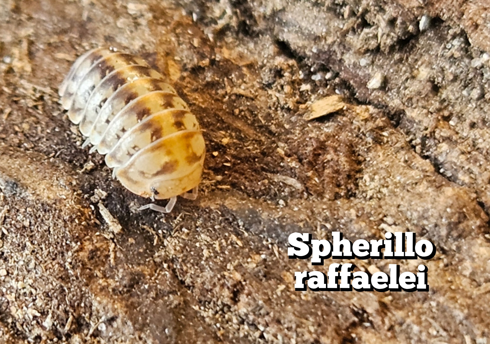 Spherillo raffaelei