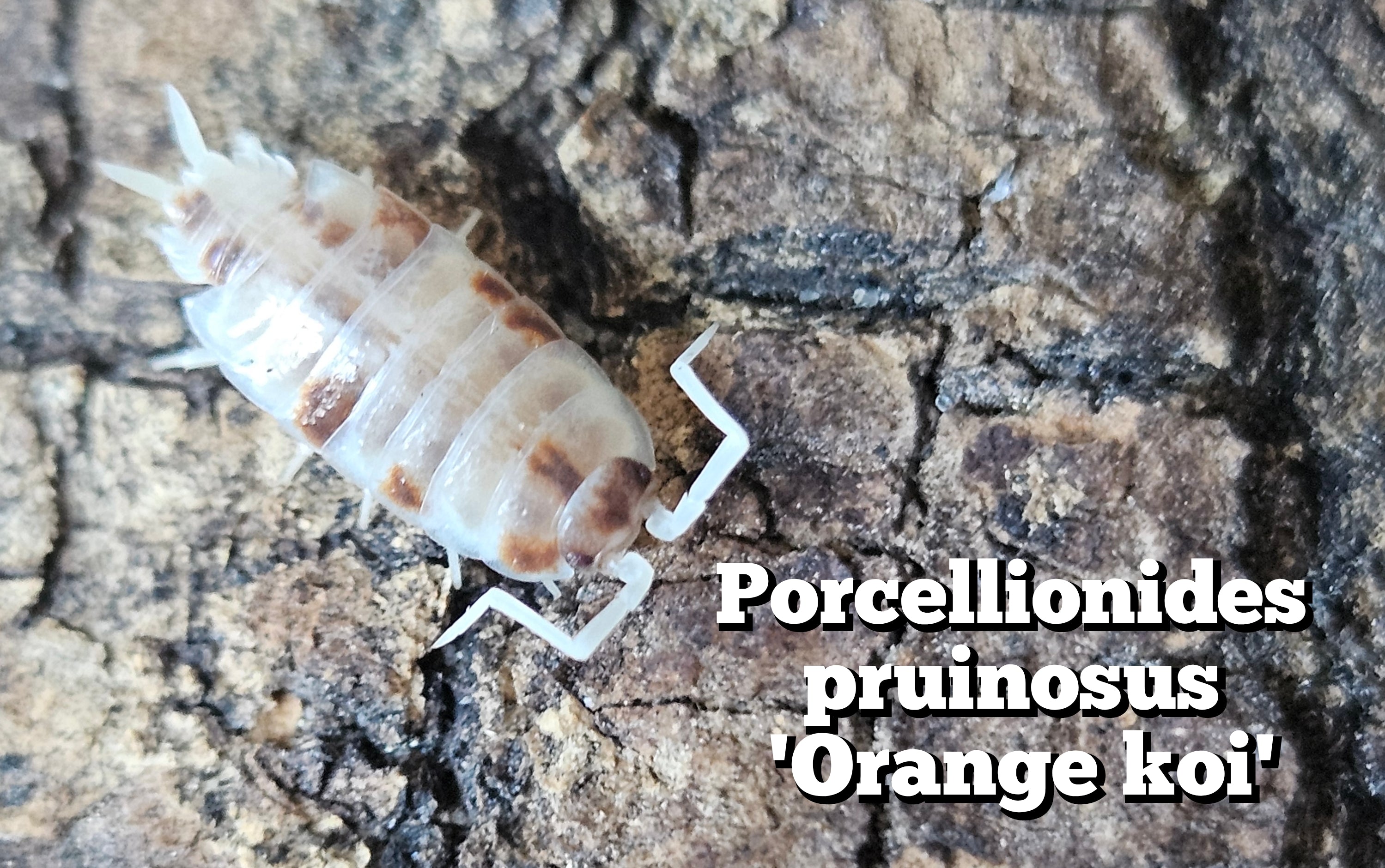 Porcellionidus pruinosus 'Orange koi'