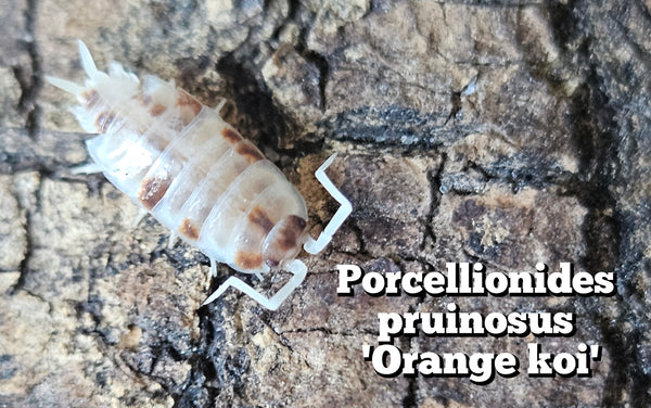 Porcellionidus pruinosus 'Orange koi'