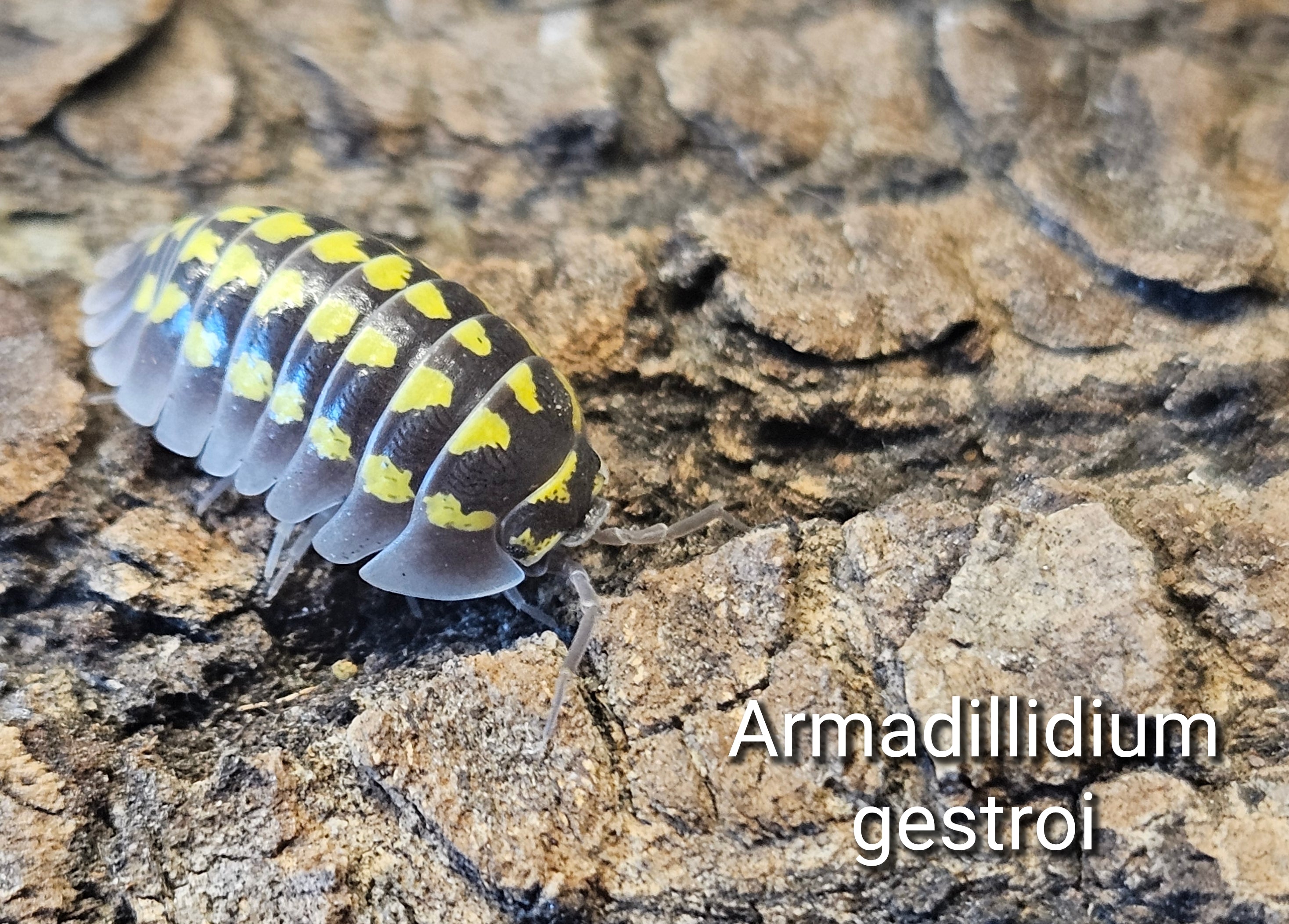 Armadillidium gestroi