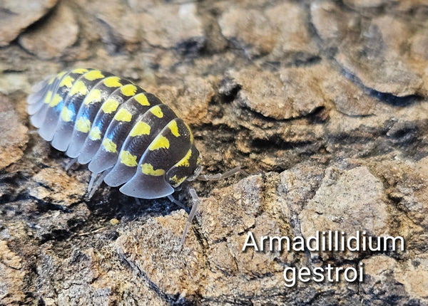 Armadillidium gestroi