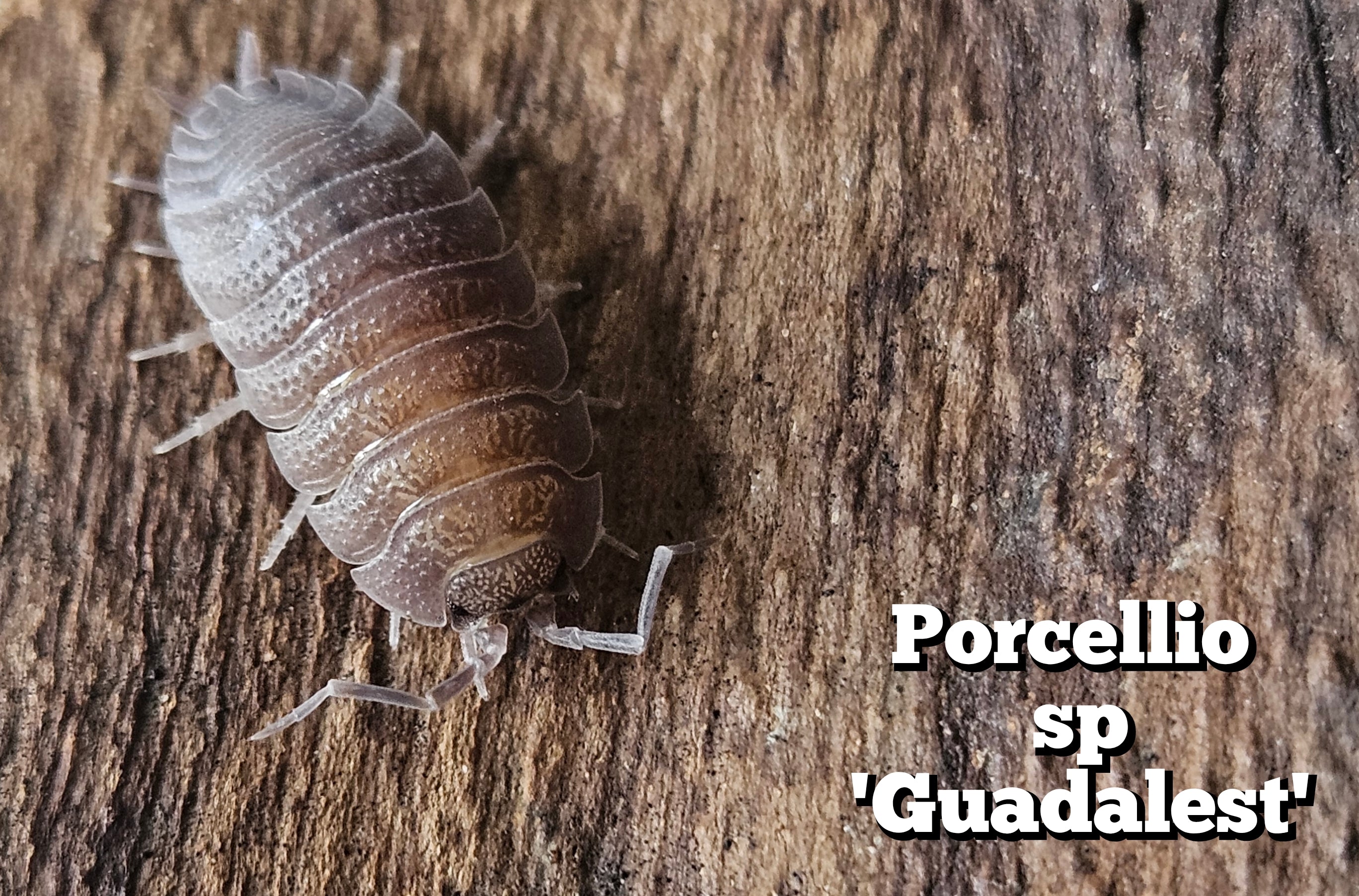 Porcellio sp 'Guadelest'