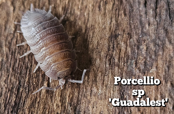 Porcellio sp 'Guadelest'