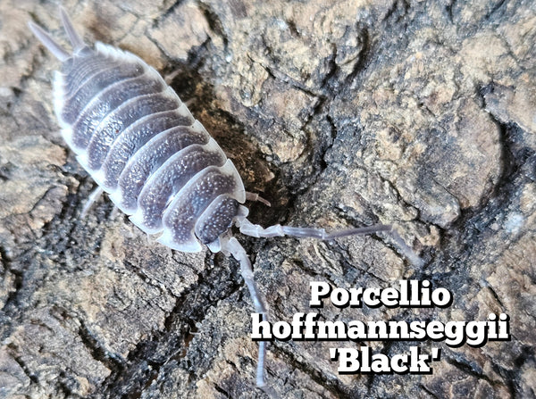 Porcellio hoffmannseggi 'Black'
