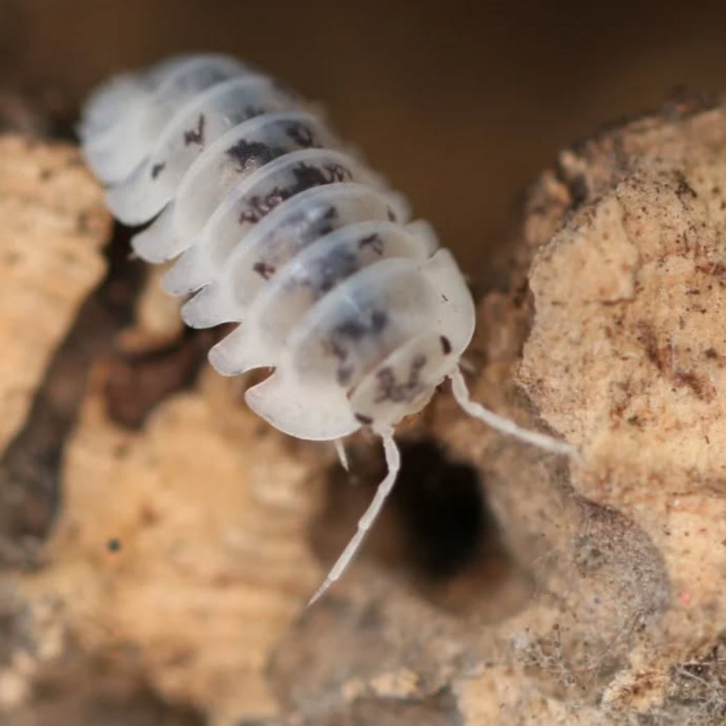 Nesodillo arcangelii 'Shiro utsuri'