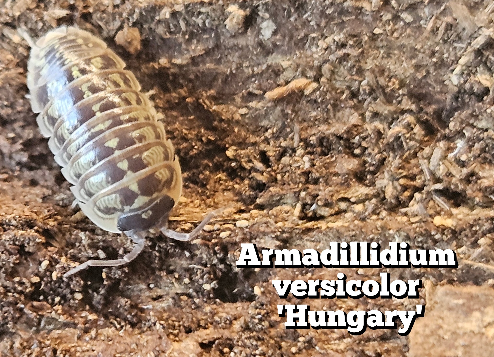 Armadillidium versicolor 'Hungary'