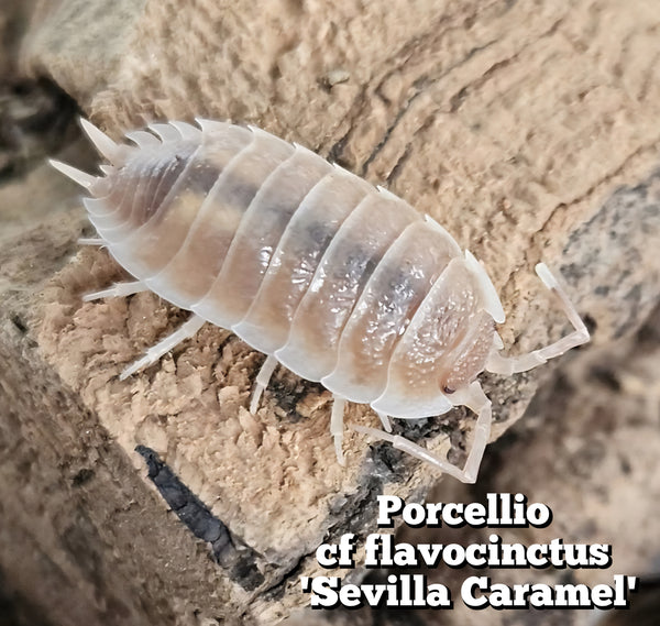 Porcellio cf flavocinctus 'Sevilla caramel'