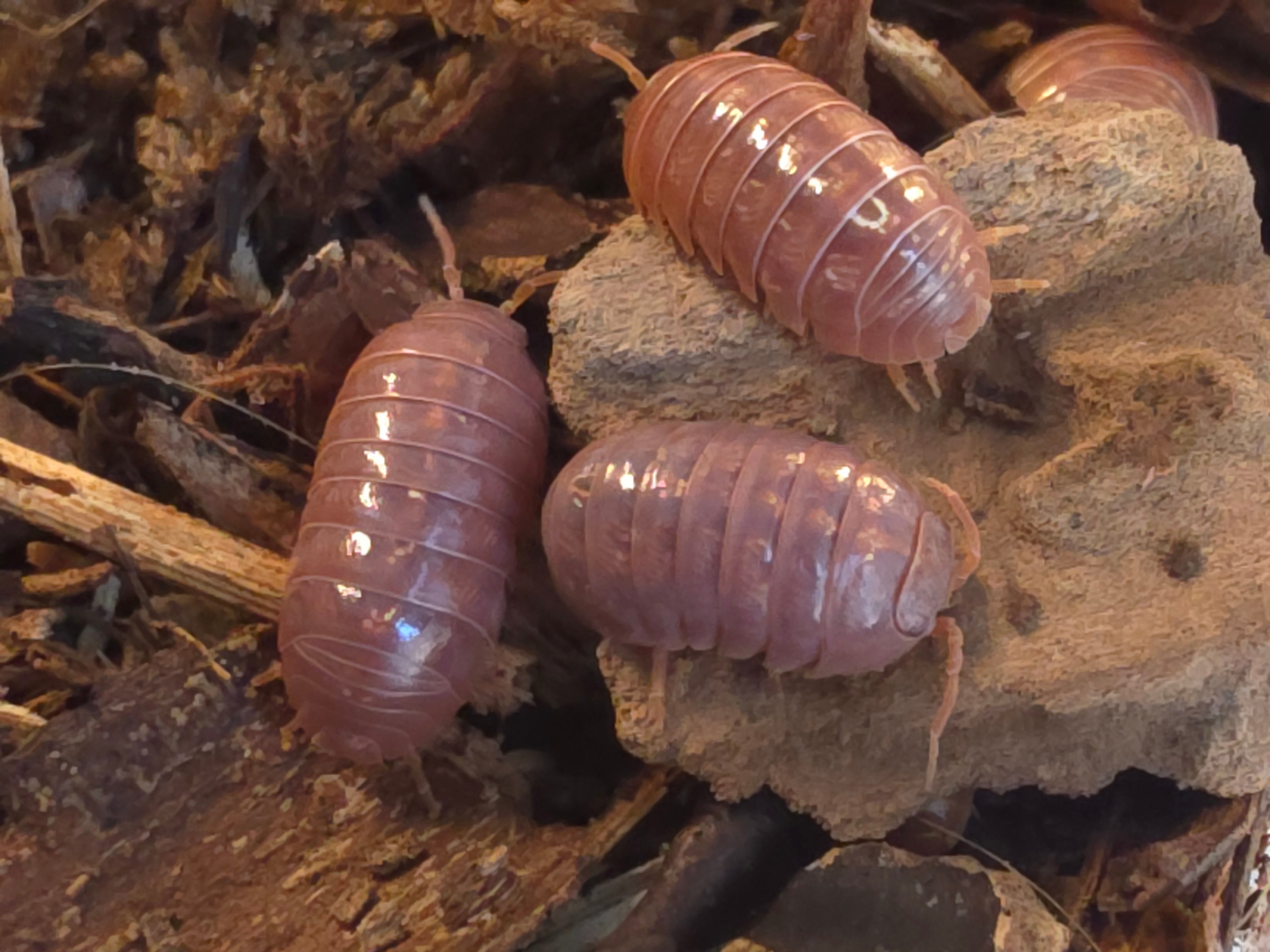 Armadillidium vulgare 'Orange vigor'
