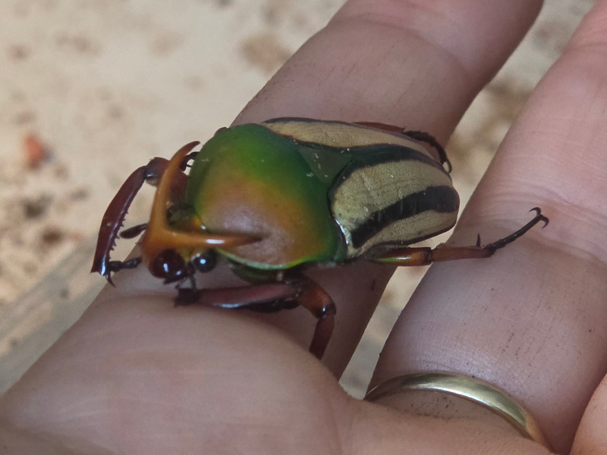 Eudicella gralli hubini man