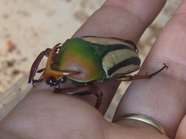 Eudicella gralli hubini man