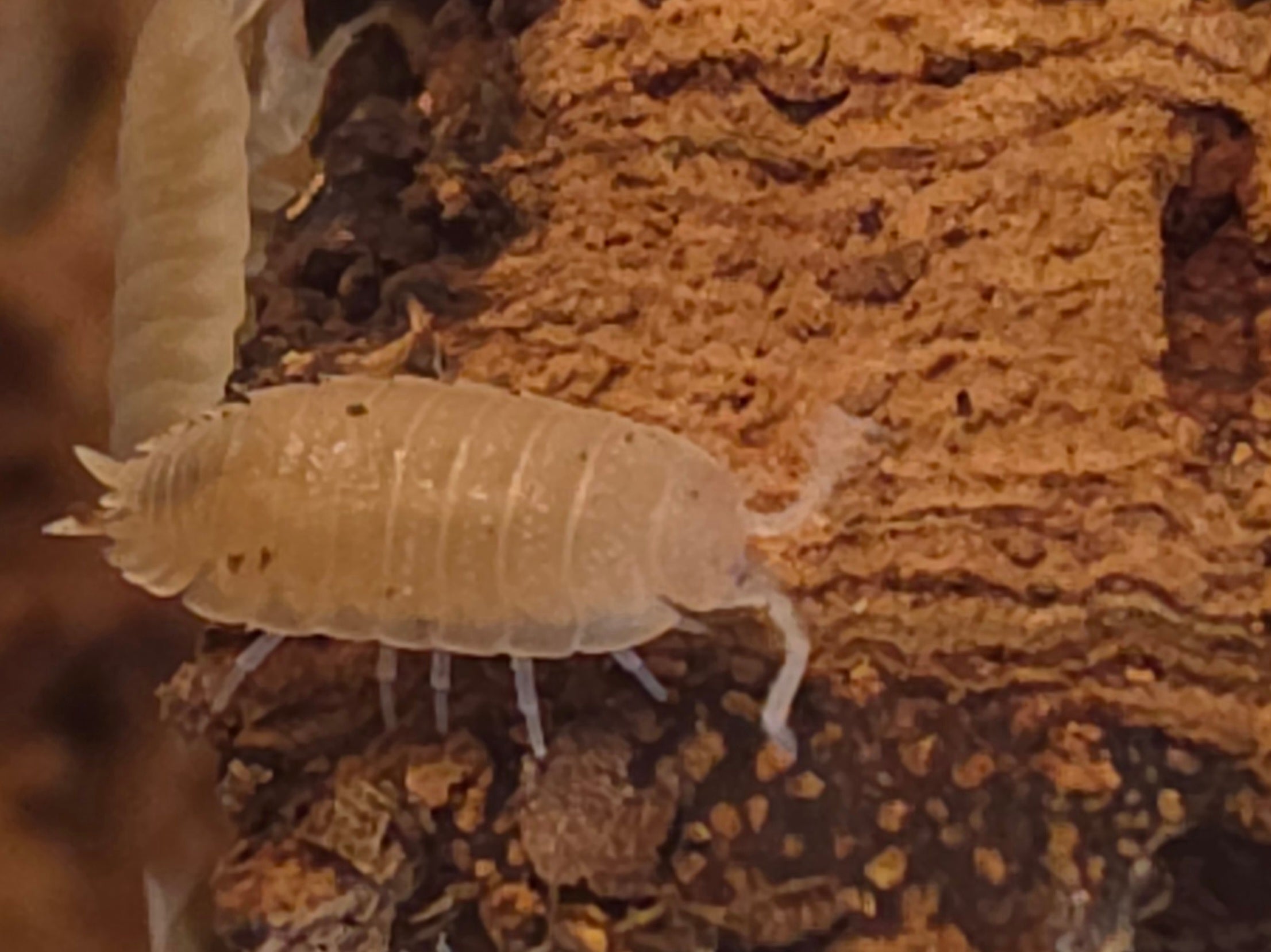 Porcellio scaber 'Yellow snow'
