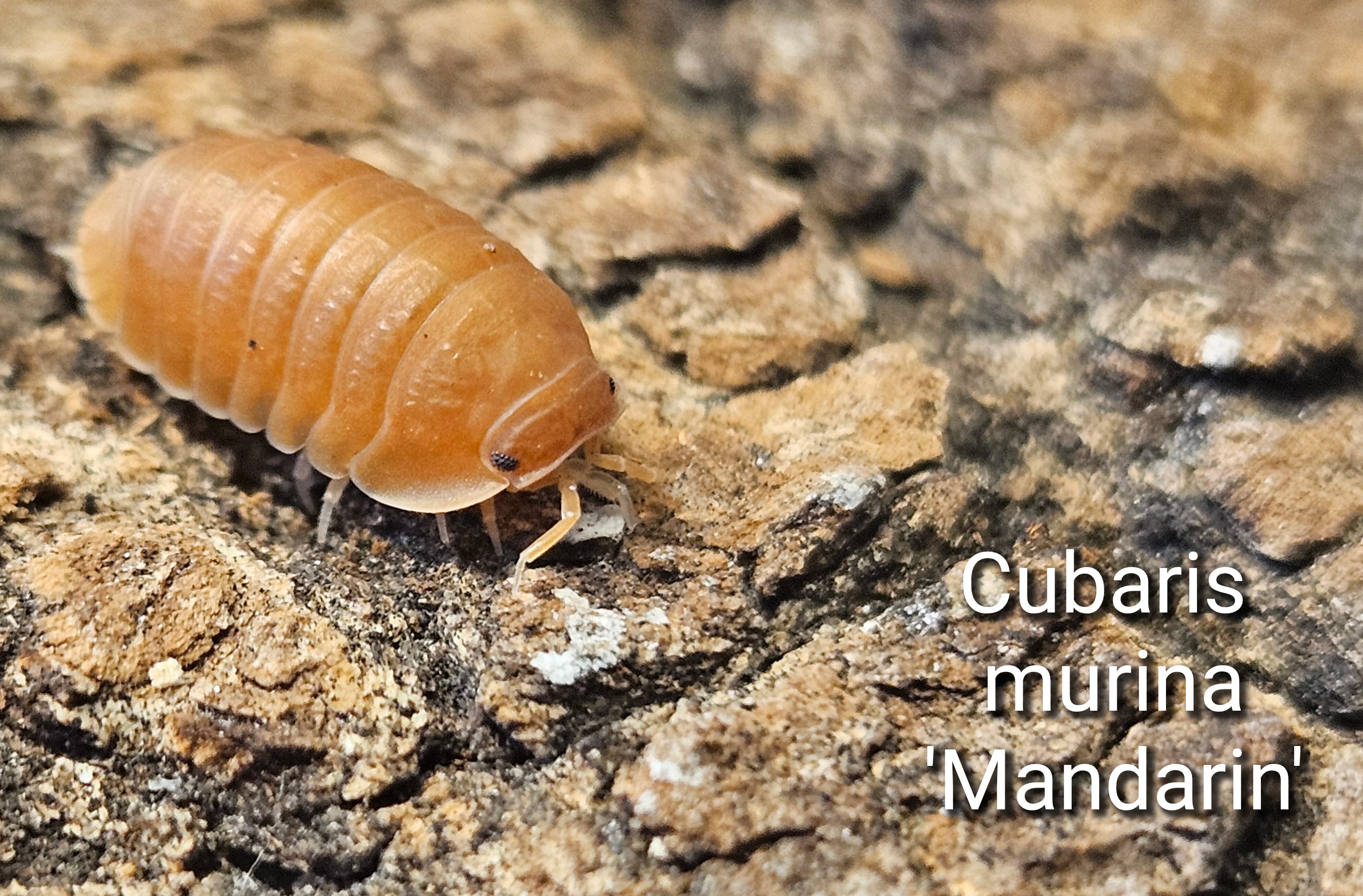 Cubaris murina 'Mandarin'