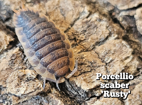 Porcellio scaber 'Rusty'