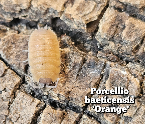Porcellio baeticensis 'Orange'