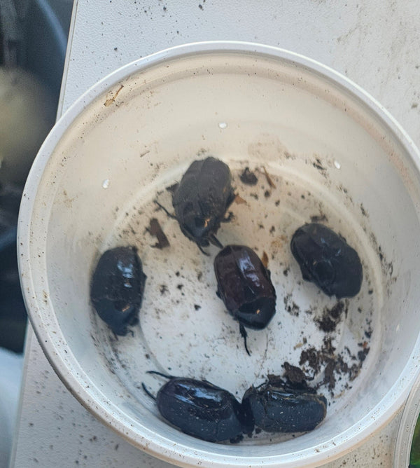 Protaetia speciosissima melanic