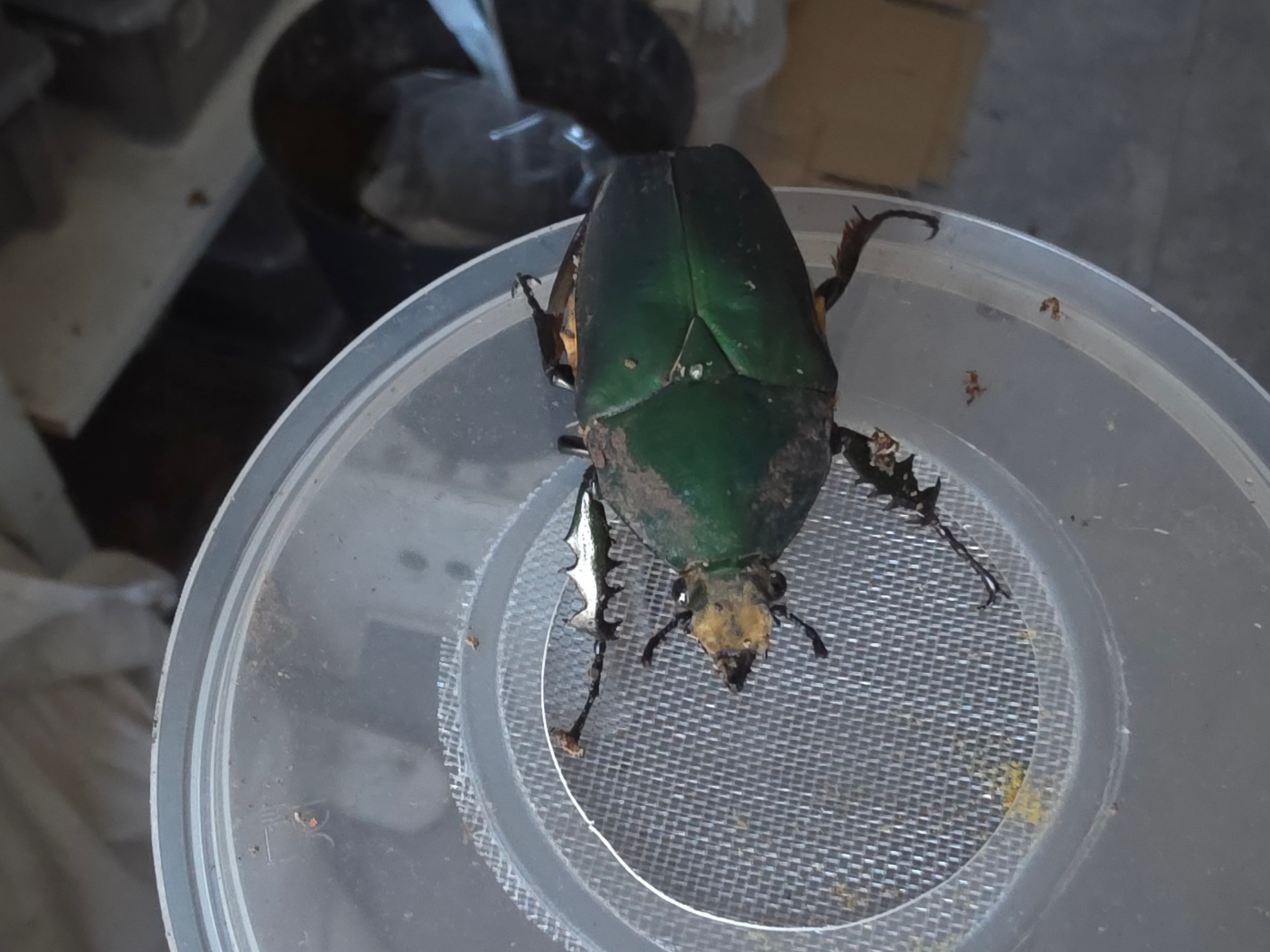 Mecynorrhina torquata ugandensis man 1