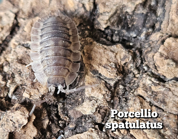 Porcellio spatulatus
