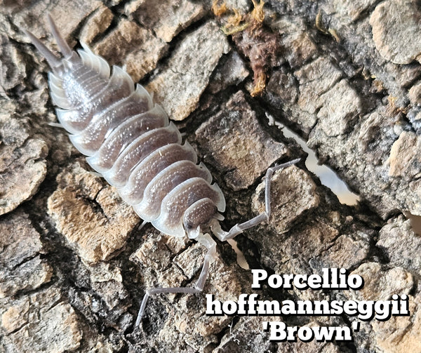 Porcellio hoffmannseggi 'Brown mix'