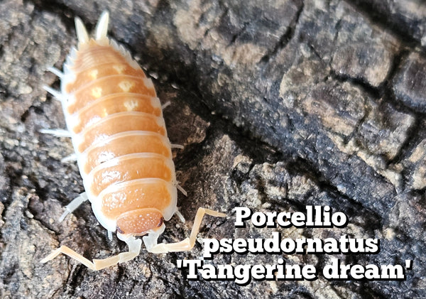 Porcellio pseudornatus 'Tangerine dream'