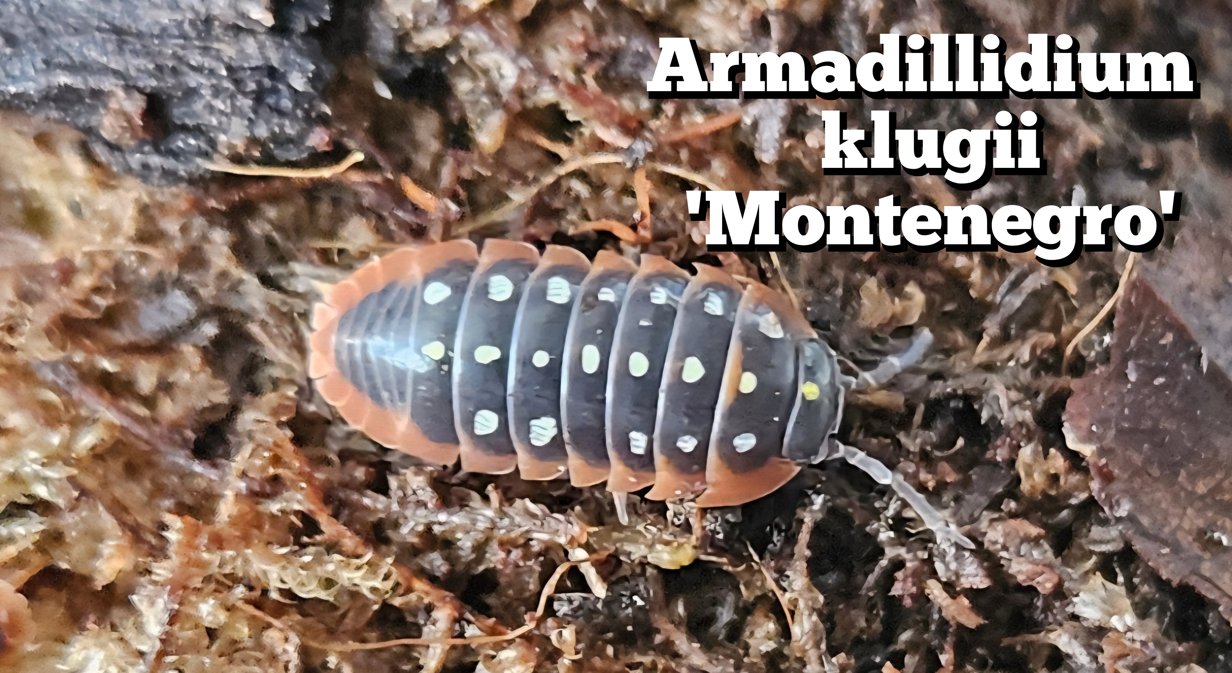 Armadillidium klugii 'Montenegro'