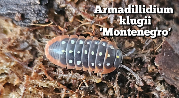 Armadillidium klugii 'Montenegro'