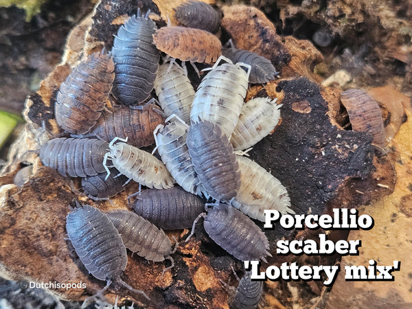 Porcellio scaber 'Lottery mix'