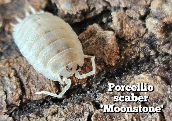 Porcellio scaber 'Moonstone'