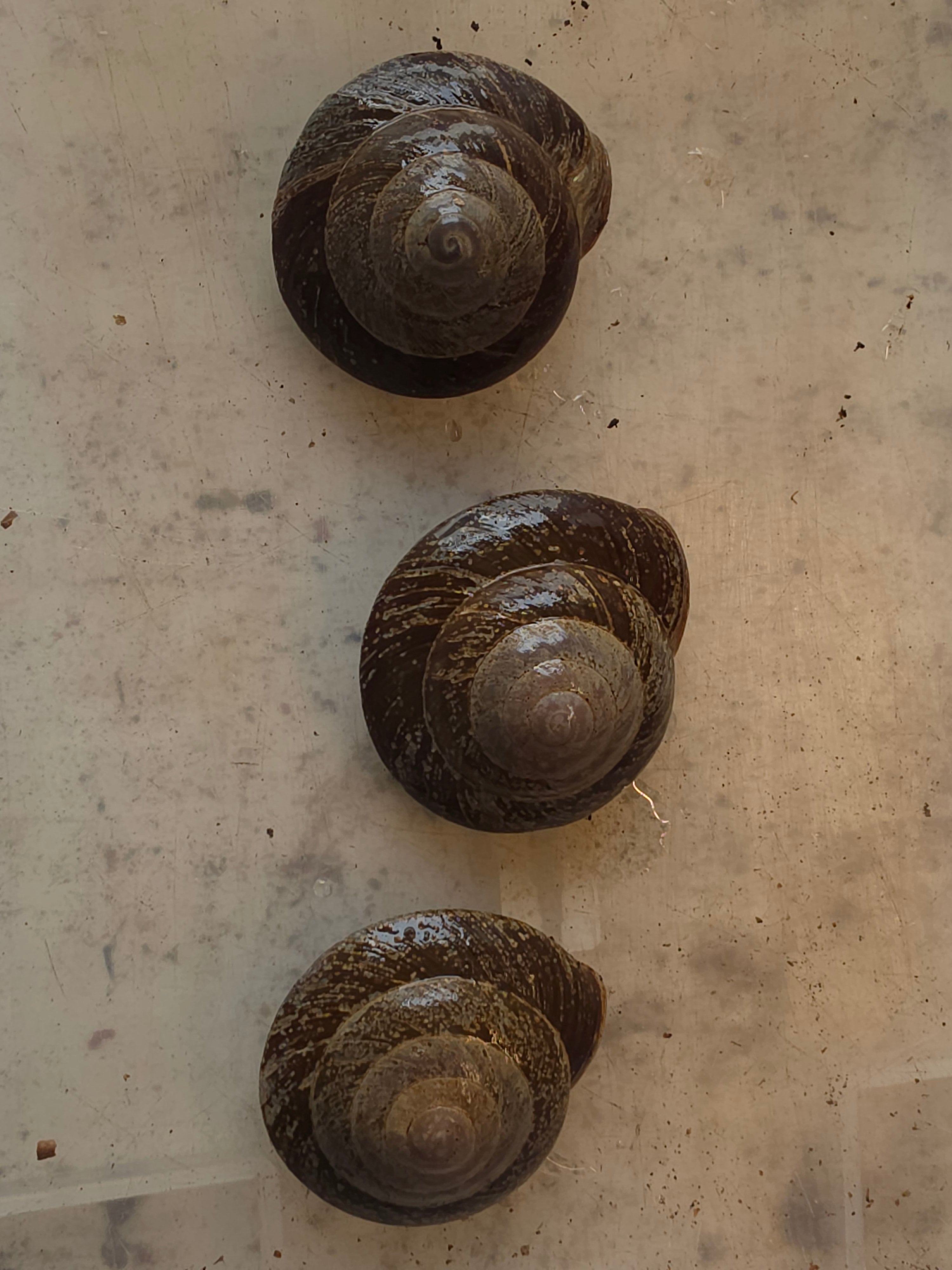 Caracolus excellens