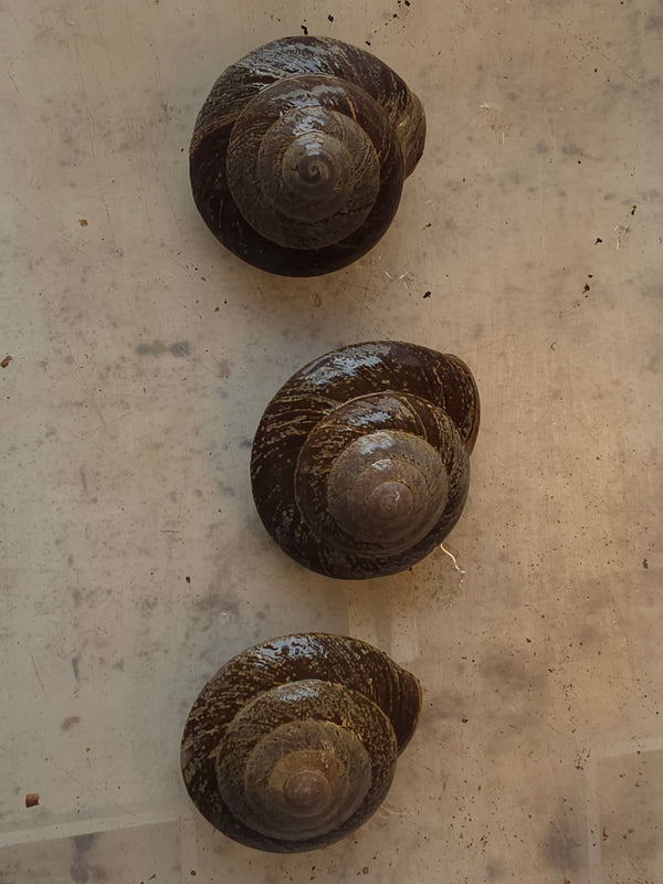 Caracolus excellens