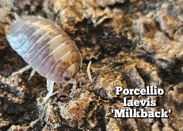 Porcellio laevis 'Milkback'