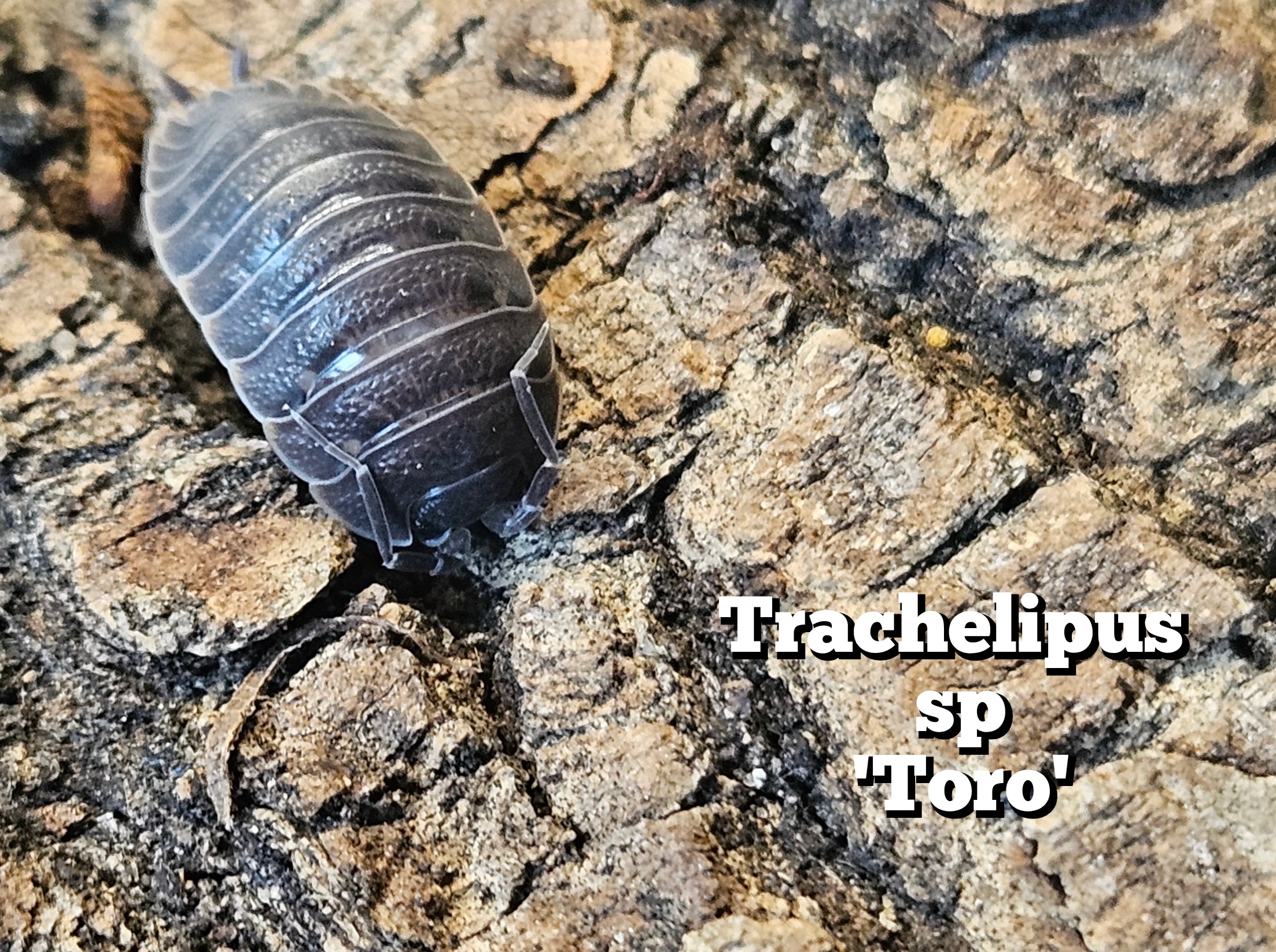 Trachelipus sp 'Toro'