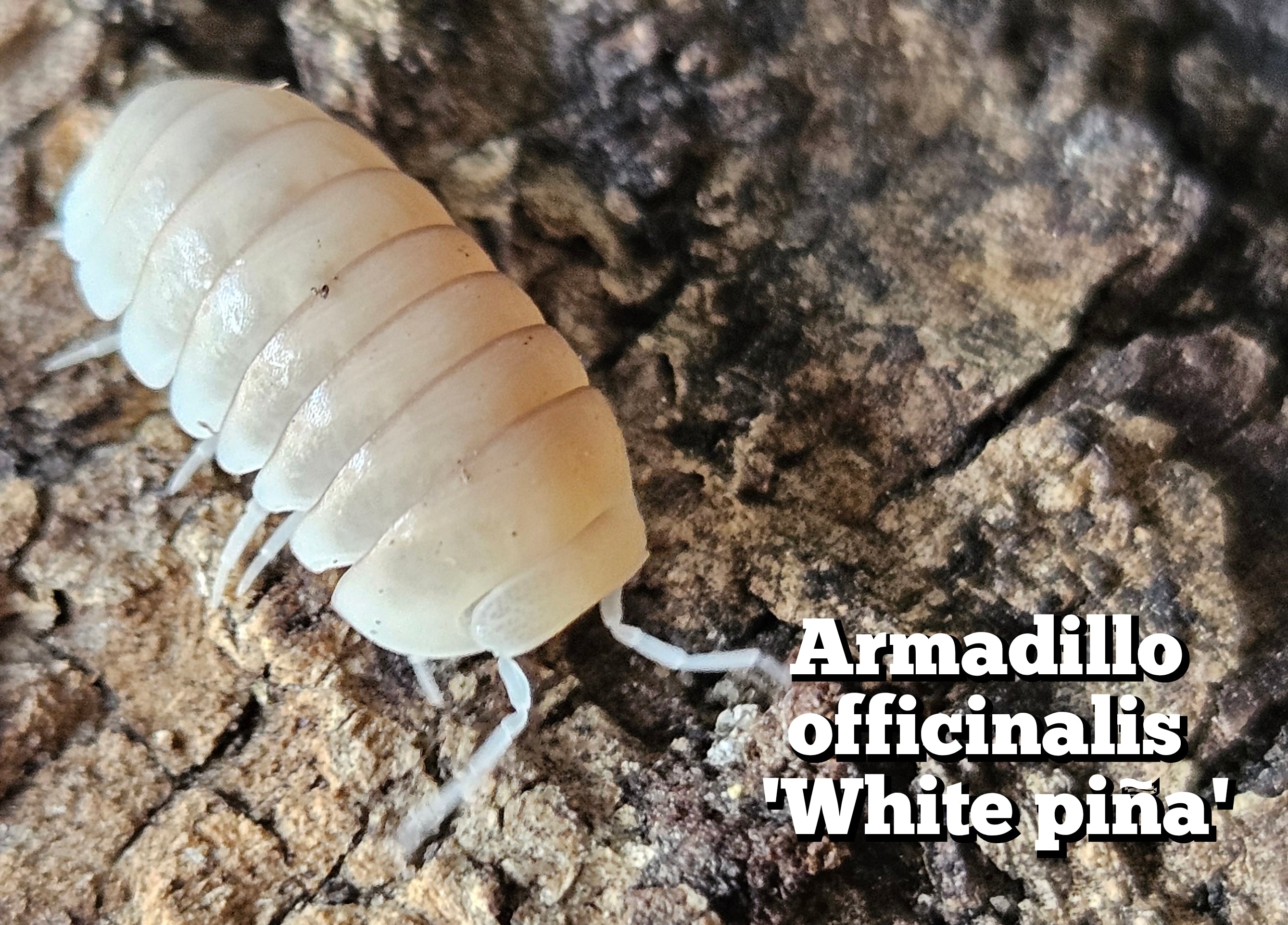 Armadillo officinalis 'White piña'